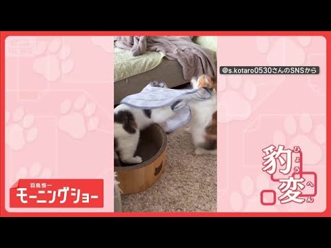 態度豹変だニャン　布をかぶると姉に猫パンチ！気が大きくなるネコちゃん　ニャンで？【羽鳥慎一モーニングショー】(2026…