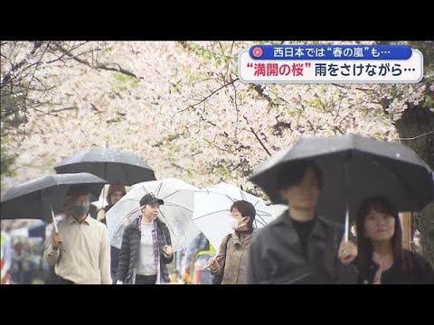 満開の桜に急な雨 花見客もずぶ濡れに　西日本は“春の嵐”で被害も【スーパーJチャンネル】(2026年4月4日) サムネイル