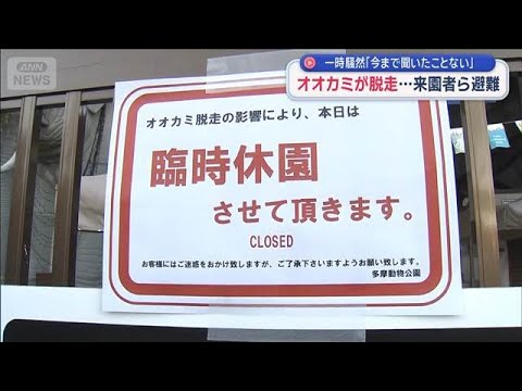 オオカミが脱走…来園者ら避難　一時騒然「今まで聞いたことない」【スーパーJチャンネル】(2025年12月28日) サムネイル
