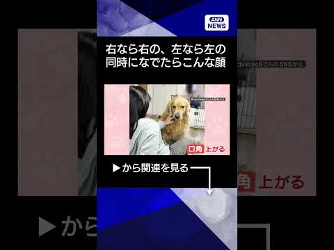 【ニュース】ニヒルな笑み　なでなですると口角上がるワンちゃん　右なら右　左なら左　両方なら？shorts サムネイル