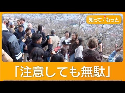 桜まつり中止でも観光客殺到 迷惑行為に住民疲弊「注意しても無駄」 山梨・富士吉田市【もっと知りたい！】【グッド！モーニ… サムネイル