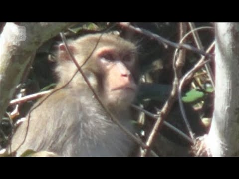 千葉県に生息「アカゲザル」完全排除へ　交雑進みニホンザルに危機【知っておきたい！】【グッド！モーニング】(2026年1… サムネイル