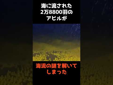 【たまたま流された2万8800個のアヒルが遂げた偉業】 shorts 事件 雑学 サムネイル