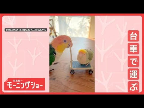 新競技！？　台車を押してスイ～　インコを運ぶインコ・ペア　なぜ運んでる？【羽鳥慎一モーニングショー】(2026年2月1… サムネイル