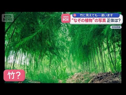 竹に見えても…違います　“なぞの植物”の写真　正体は？【スーパーJチャンネル】(2026年3月12日) サムネイル