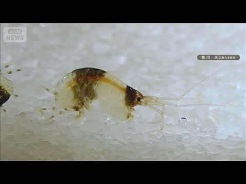 和歌山・白浜町にパンダ模様の新種エビ　広島大が発見　白黒模様の理由は不明【知っておきたい！】【グッド！モーニング】(2… サムネイル
