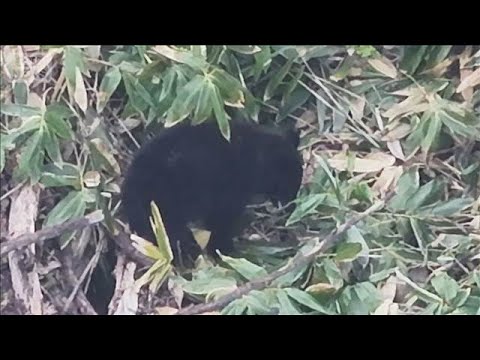 【独自】ドローンが激撮「山菜採り」女性襲ったクマか 遺体発見現場から400m(2026年5月10日) サムネイル