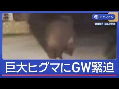 GW緊迫！巨大ヒグマが出没　増える人的被害　もし観光地で遭遇したら…【スーパーJチャンネル】(2026年4月29日) サムネイル