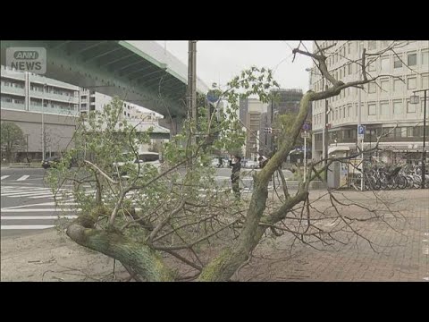 倒木相次ぐ「街路樹」通学路など点検強化　点検方法に関する初の指針を公表　国交省(2026年3月31日) サムネイル