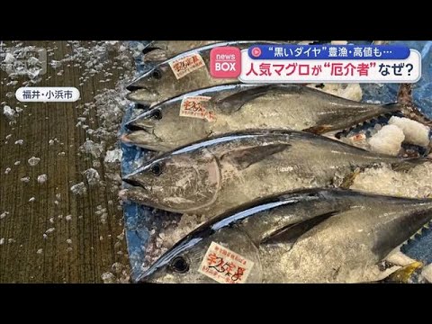 “黒いダイヤ”豊漁・高値も…　人気マグロが“厄介者”なぜ？【スーパーJチャンネル】(2026年5月7日) サムネイル