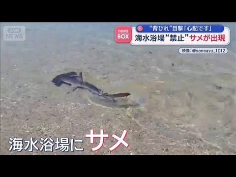 海水浴場にサメが出現　“背びれ”目撃「心配です」　注意呼び掛け　大分市【スーパーJチャンネル】(2026年5月20日) サムネイル