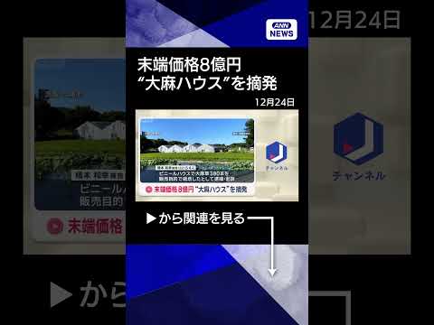 【ニュース】末端価格8億円“大麻ハウス”を摘発 shorts サムネイル