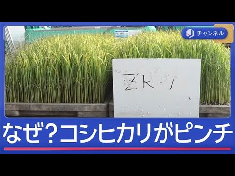 暑さでコシヒカリがピンチ　救世主？究極米「ZR1」とは【スーパーJチャンネル】(2026年5月8日) サムネイル