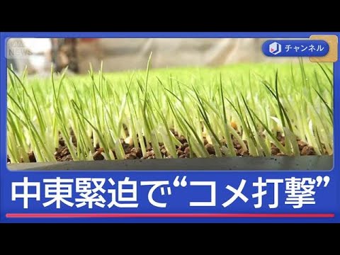イラン攻撃で“日本のコメ作り”に打撃　田植え前に農家困惑「辞めるしか」【スーパーJチャンネル】(2026年3月9日) サムネイル