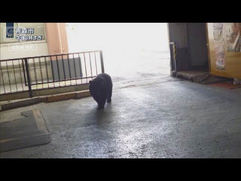 商業ビルにクマ居座り一時騒然…閉じ込められた人も　東北6県全てで目撃相次ぐ【報道ステーション】(2026年5月15日)