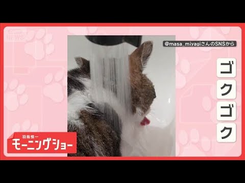 ずぶ濡れでもお構いなしだニャン　水浴びしながら水をゴクゴク　気にならないの？【羽鳥慎一モーニングショー】(2026年6…