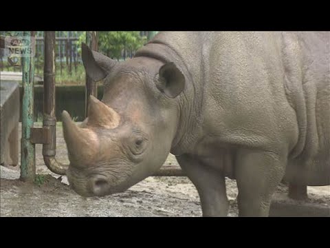 「サイに倒された」男性飼育員が頭の骨を折るなど重傷　 熊本市動植物園(2026年4月27日)