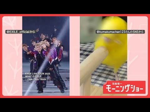 「頭回ります」　ときめき届ける！？　Choo Choo インコさん　パフォーマンスしてる？【羽鳥慎一モーニングショー】… サムネイル