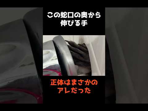 【蛇口の奥から伸びる手のまさかの"正体"】 #shorts #雑学 #事件