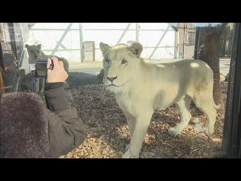 1歳のホワイトライオン3頭　一般公開はじまる　姫路セントラルパーク【知っておきたい！】【グッド！モーニング】(2025… サムネイル