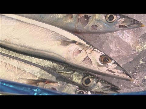 今年の日本のサンマ漁獲枠は去年の約4％減　水産庁が公表　ただし影響は限定的(2026年4月28日) サムネイル