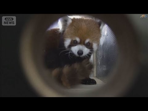 上海から台北へレッサーパンダ寄贈　中国本土からは12年ぶり　都市間交流の一環(2026年6月7日)