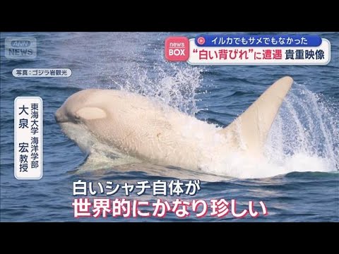 貴重映像 “白い背びれ”に遭遇  イルカでもサメでもなかった【スーパーJチャンネル】(2026年6月12日) サムネイル