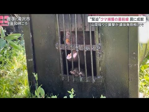 【緊迫】クマ捕獲の最前線「生態は明確に変わってきている」生活圏に迫る脅威【サタデーステーション】(2026年5月9日)