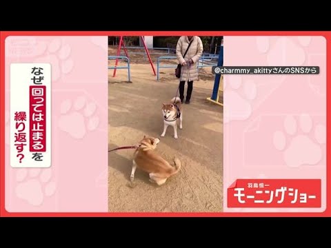 興奮グルグル…ピタッ！　冷静or情熱　回っては止まるを繰り返すワンちゃん　なぜ？【羽鳥慎一モーニングショー】(2026… サムネイル