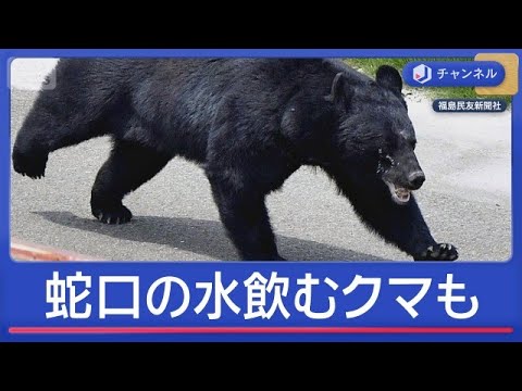なぜ？6月に人を襲うクマが増加　カギを開け＆蛇口の水飲む姿も【スーパーJチャンネル】(2026年6月4日)
