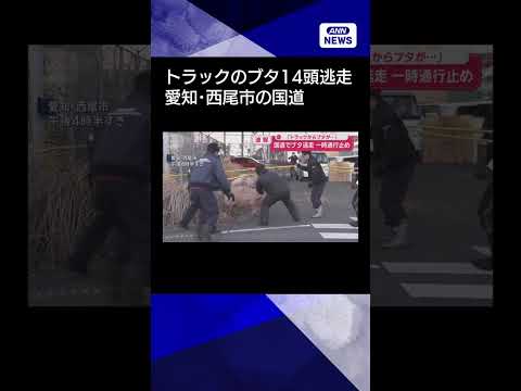 【ニュース】国道でブタ14頭が逃走　一時通行止め 「トラックからブタが…」 愛知・西尾市shorts サムネイル