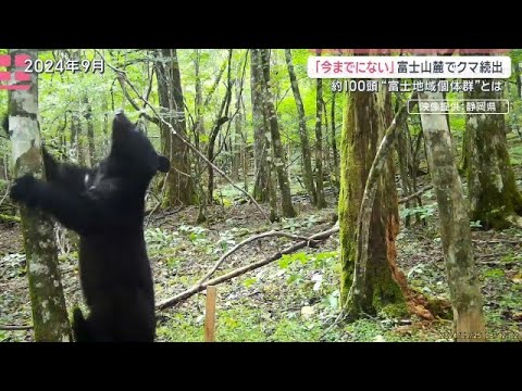 富士山麓でクマ続出“今までにない事態”独自コミュニティ形成「富士地域個体群」とは【サタデーステーション】(2026年5… サムネイル