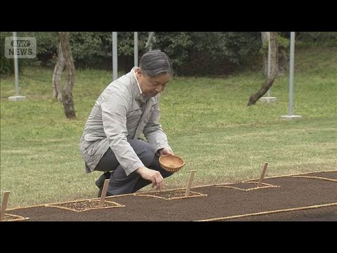天皇陛下　稲の種もみをまかれる　恒例の「お手まき」(2026年4月9日) サムネイル