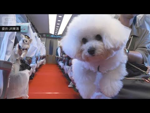 「わんわんエクスプレス」 愛犬と一緒に新幹線で旅行 制帽をかぶって記念撮影も(2026年6月21日)