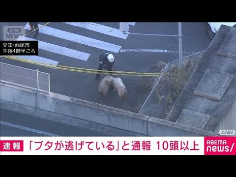 「ブタが逃げている」と通報　警察などが捕獲進める　愛知・西尾市(2026年1月12日) サムネイル
