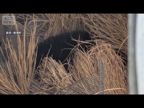 「おっかなくて…」倉庫にクマ 弱った状態で捕獲　福島【スーパーJチャンネル】(2026年2月15日) サムネイル