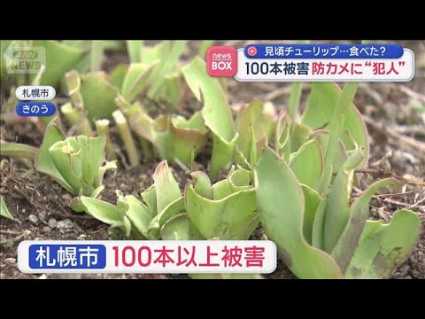 見頃チューリップ…食べた？100本被害　防カメに“犯人”　札幌市【スーパーJチャンネル】(2026年4月14日)