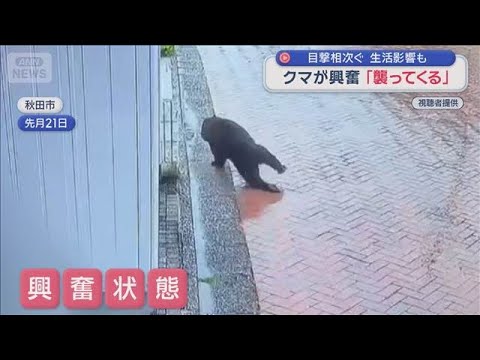 クマが興奮「襲ってくる」　目撃相次ぐ　生活影響も【スーパーJチャンネル】(2026年6月5日) サムネイル