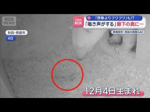 「鳴き声がする」廊下の奥に…　「想像よりフワフワ」も！？【スーパーJチャンネル】(2026年1月12日) サムネイル