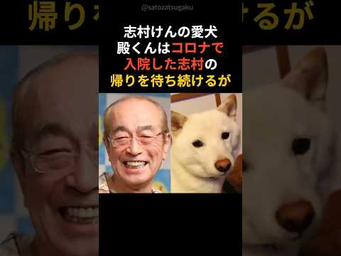 【感動】志村けんの愛犬殿くんのその後…#shorts #芸能人 #芸能 サムネイル