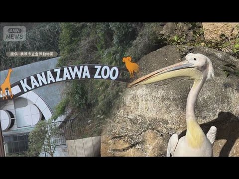 20年間“看板娘”だったペリカン　遺伝子検査でオスと判明　横浜市立金沢動物園【知っておきたい！】【グッド！モーニング】… サムネイル