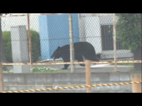 福島市の工場にクマ　4人が襲われけが(2026年6月3日) サムネイル