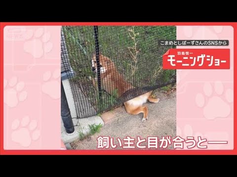 「ごまかすワン」バレなきゃOK…こっそり草をつまみ食いする犬　悪いと思ってる？【羽鳥慎一モーニングショー】(2026年… サムネイル