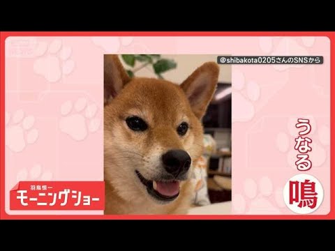 気持ちをわかってほしい…　さまざまな鳴き声で訴えるワンちゃん　お望みは何？　【羽鳥慎一モーニングショー】(2026年5… サムネイル