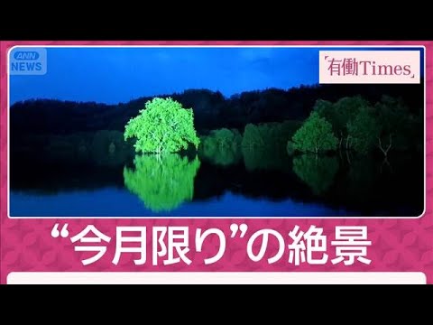 春限定“幻の絶景”山形県白川湖の「水没林」朝霧×雪解け水×新緑が生み出す奇跡(2026年5月10日) サムネイル