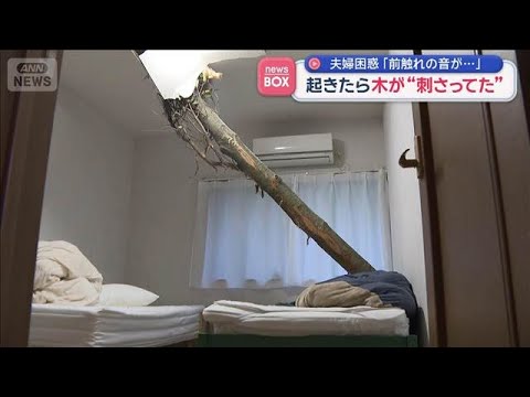 起きたら木が“刺さってた”　夫婦困惑「前触れの音が…」【スーパーJチャンネル】(2026年5月5日) サムネイル