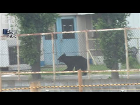4人襲撃のクマ　工場の建物内に居座り続く　福島市【スーパーJチャンネル】(2026年6月3日)