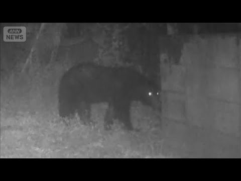 東京・八王子に体長1m超クマ出没　人の生活エリア目と鼻の先　都内での目撃は今年21件【グッド！モーニング】(2026年… サムネイル