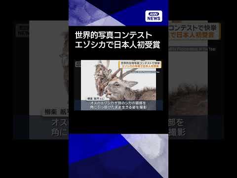 【ニュース】世界的生物写真コンテストで快挙　エゾシカの写真で日本人初受賞shorts サムネイル