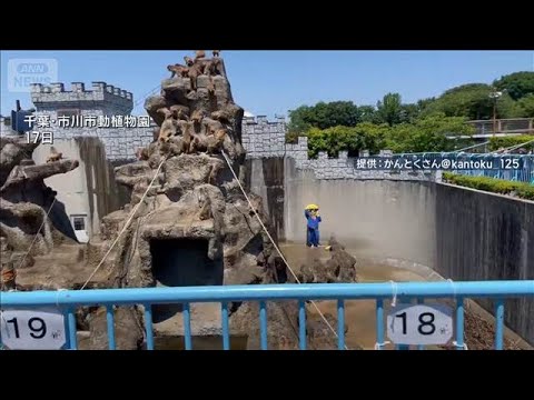 着ぐるみでサル山に侵入し業務妨害か　米国籍の2人逮捕　千葉・市川市動植物園(2026年5月18日) サムネイル